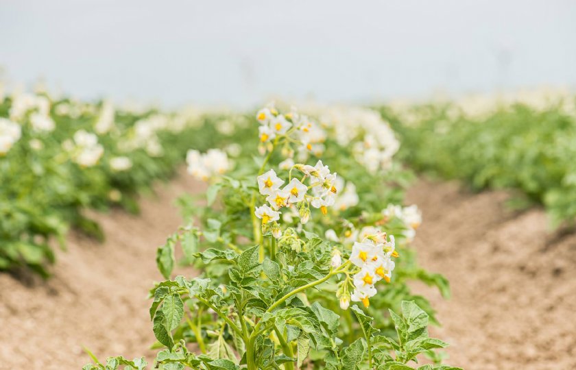 Nieuwe+database+biologisch+plantaardig+teeltmateriaal