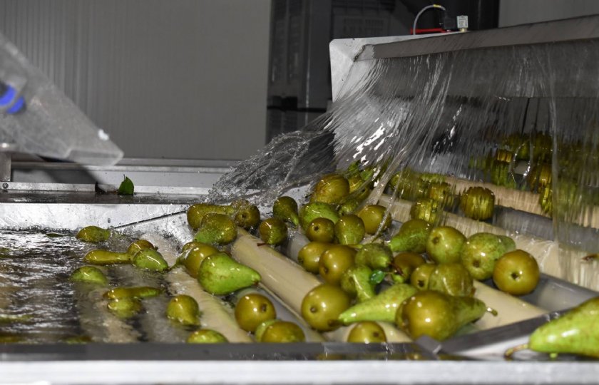 De peren worden twee keer gescand. Eenmaal van de ene kant en eenmaal van de andere kant. Dit om kwaliteit te garanderen. Per uur komt de capaciteit uit op 8 ton peren.