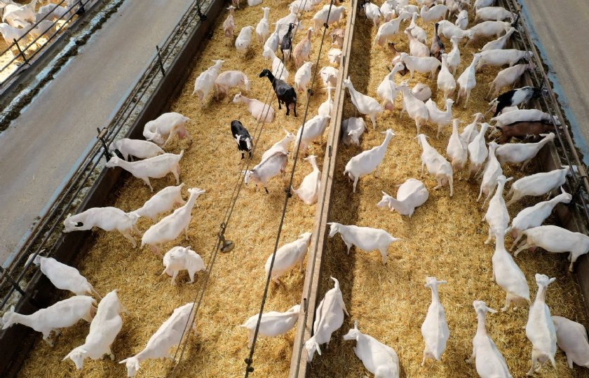Open stallen met natuurlijke ventilatie zijn moeilijk te meten. Diergroepen, indeling, stalvloertypen en de buitenlucht; alles is van invloed.