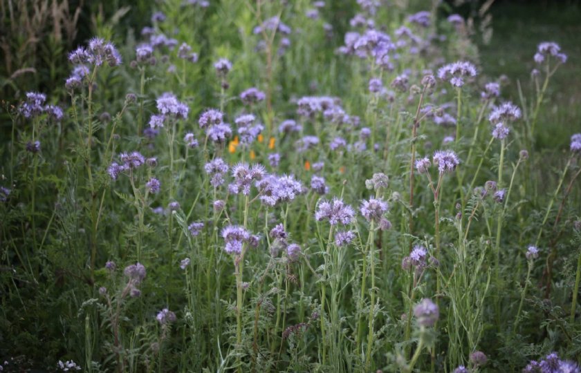 Pilot+Biodiversiteitsmonitor+Akkerbouw+Drenthe+start