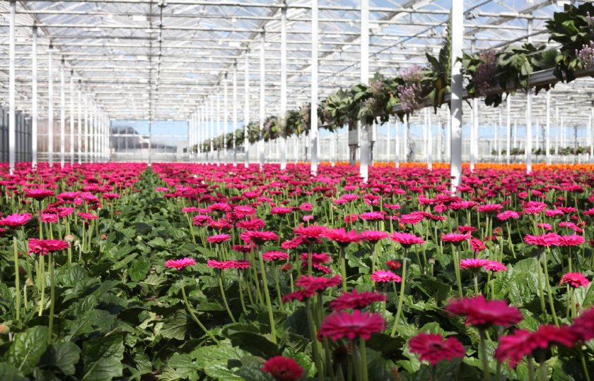 Gerbera's bij Gerbera United in het Zuid-Hollandse Nootdorp.